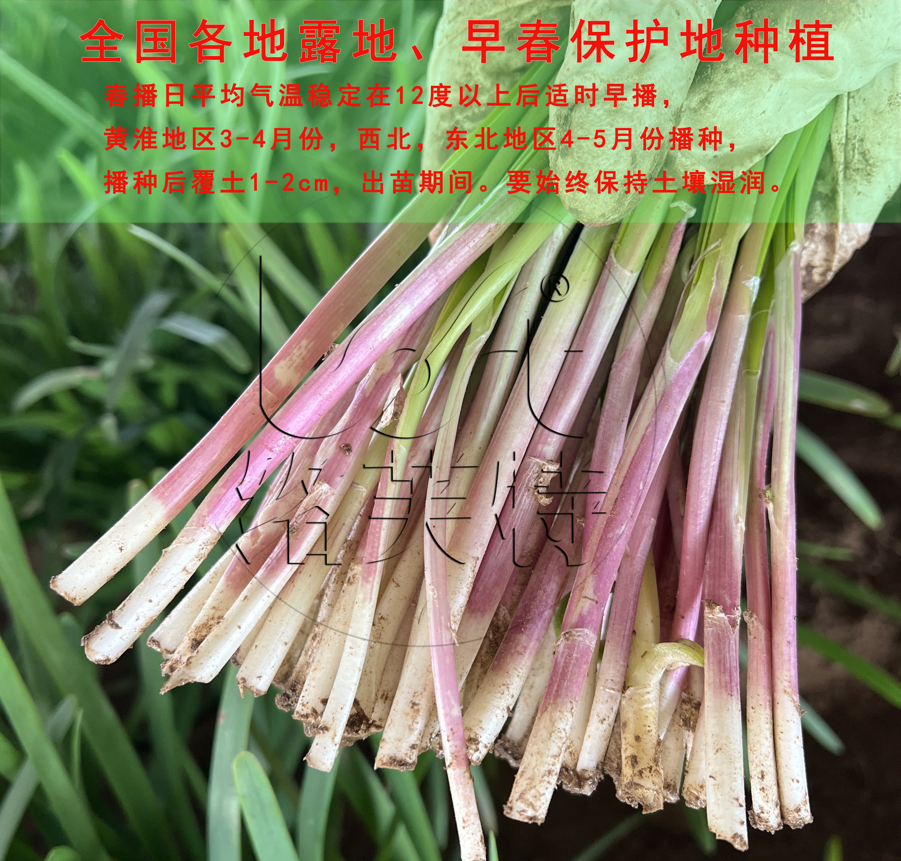 紫根春早红韭菜种子 返青早 生长快速 棵型美 辣味浓蔬菜