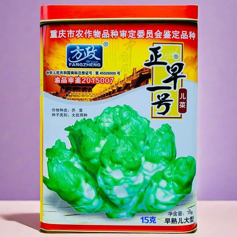 正早一号/60天极早熟特大儿 秋播泡菜种籽儿菜子 云贵四川抱子芥