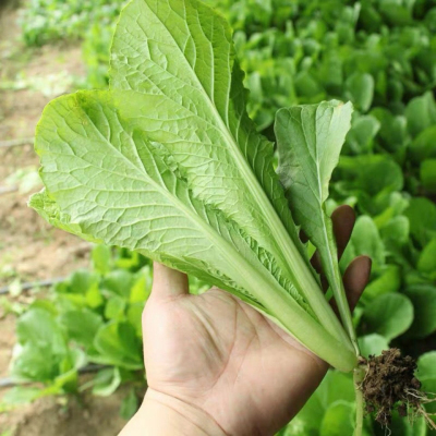 盛丰速生小青菜种子苗用白菜 四季播快菜苦菜青帮小白菜种子200g