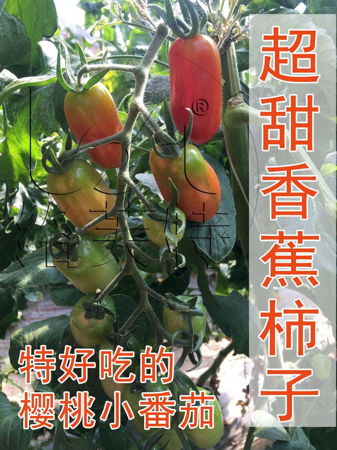 红香蕉/樱桃小番茄西红柿特种蔬菜种子圣女果种子特甜进口200粒