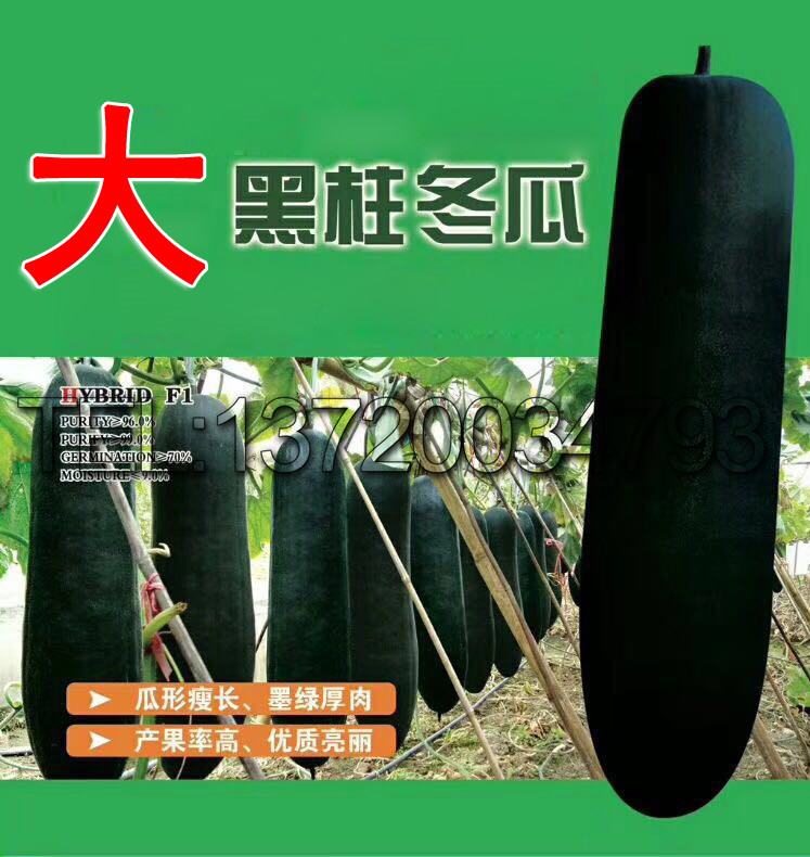 黑柱黑皮皮冬瓜种子 炮弹型高产耐寒热特大巨型黑皮蔬果种子200粒