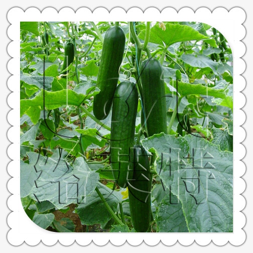 戴多星 荷兰进口水果小黄瓜种子 原装无刺温室大棚专用蔬菜1000粒