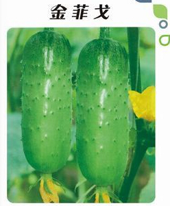 金菲戈 强雌翠绿黄瓜种子杂交旱黄瓜 高产保护地露地蔬菜种子5g