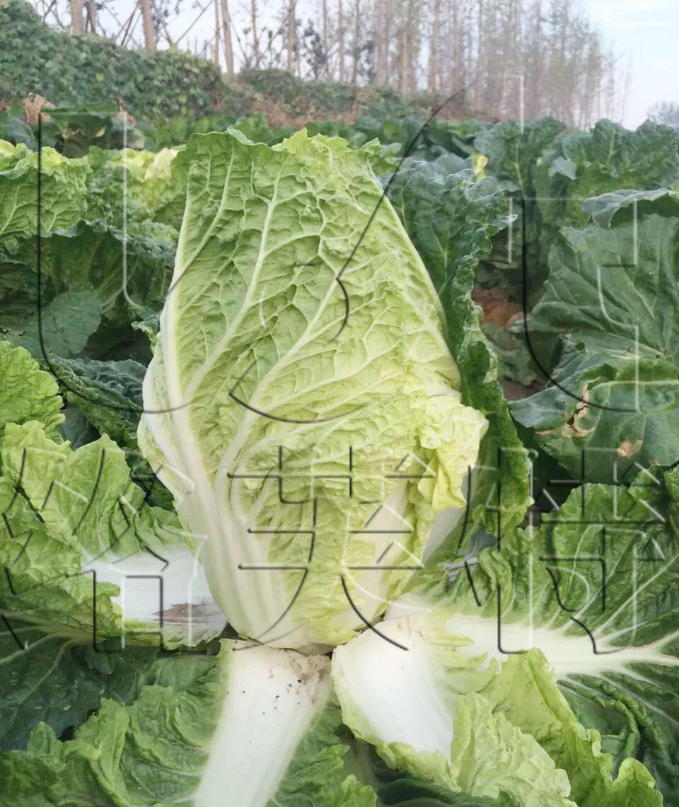 夏白55  早熟耐热大白菜种子 高产抗软腐病夏秋耐湿蔬菜种子10g