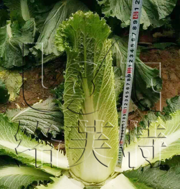 玉尖/玉田包尖白菜 络芙特大白菜种子二包尖 蔬菜种子日本邵菜