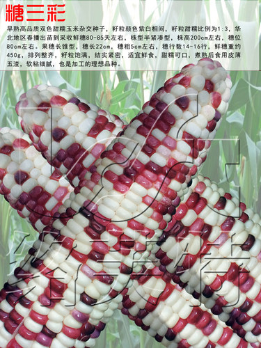 天贵糯923 彩糯玉米种子 香甜加糯玉米种子软糯鲜甜好吃玉米200g