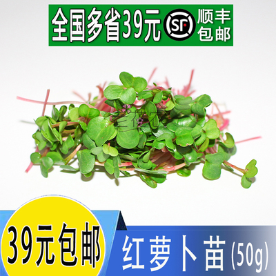 新鲜芽苗菜水培萝卜西餐装饰饭店