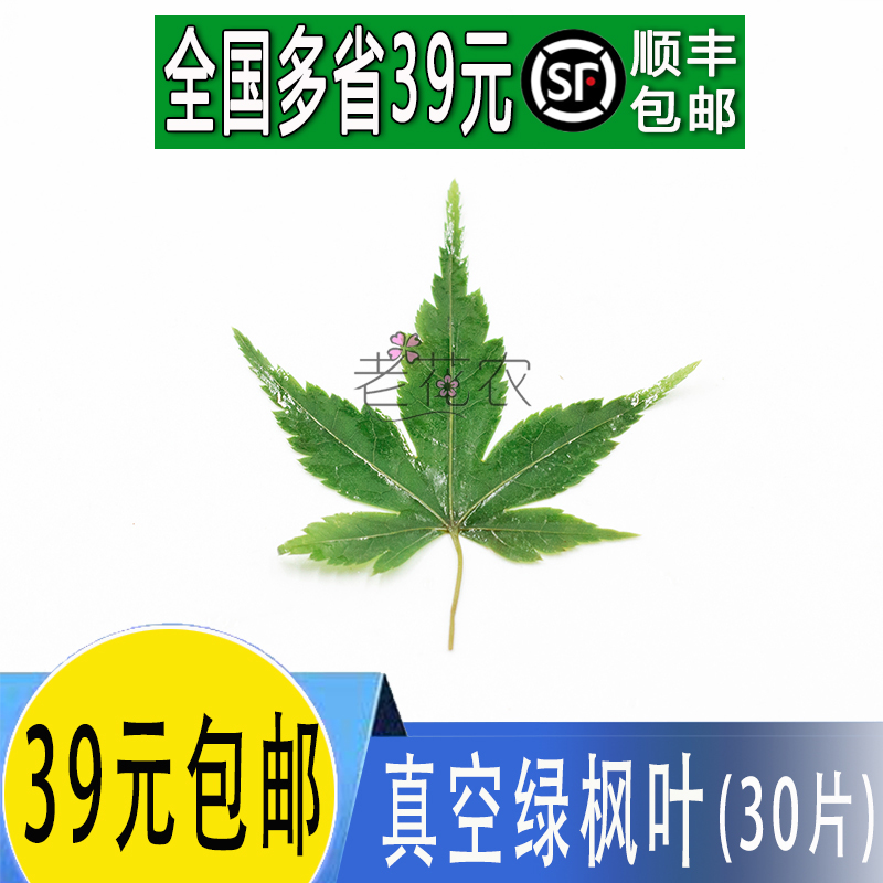 摆盘装饰四季有货真空绿枫叶
