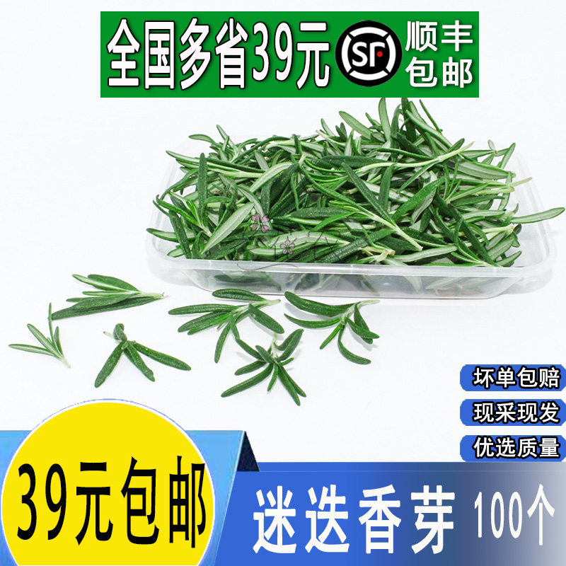 【24小时发货】新鲜迷迭香迷迭香芽西餐香料冷艺摆盘蛋糕装饰点缀