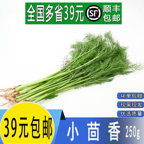 新鲜小茴香菜时令特色