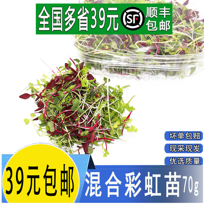新鲜混合芽苗菜摆盘装饰