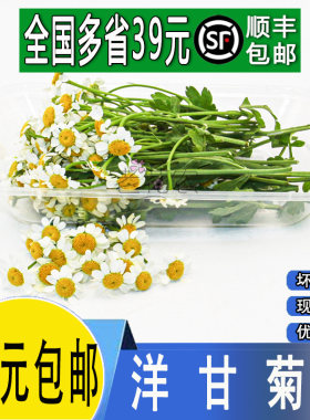 新鲜洋甘菊小白菊小雏菊酒店冷艺摆盘鲜花日料白色装饰点缀花草