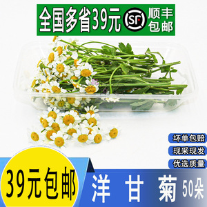 新鲜洋甘菊小白菊小雏菊酒店冷艺摆盘鲜花日料白色装饰点缀花草