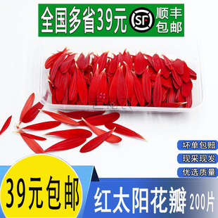 新鲜红色太阳花瓣混合色弗朗花餐饮酒店鲜花草西餐摆盘装饰花草