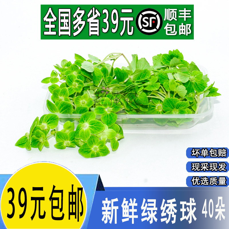 新鲜绿色绣球摆盘装饰点缀