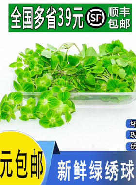 新鲜绿色绣球摆盘装饰点缀