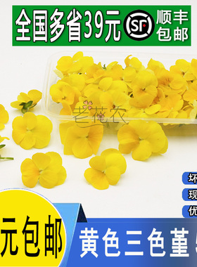 新鲜黄色三色堇花 50朵三色花 西餐摆盘菜装饰餐饮摆盘鲜花草