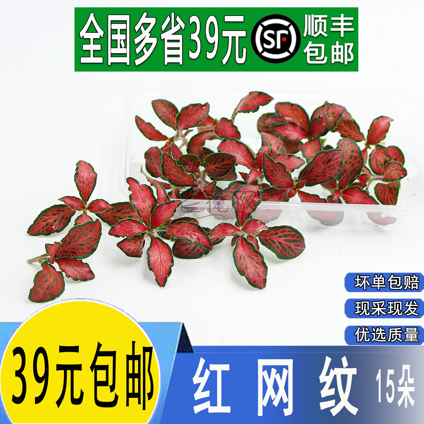 新鲜网纹草西餐摆盘装饰