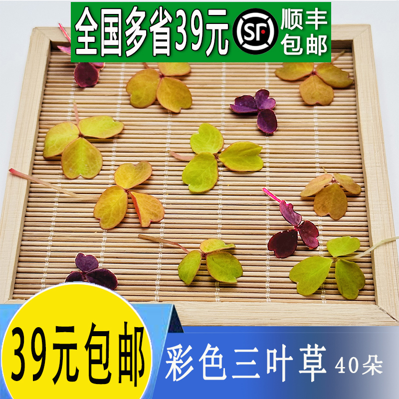 新鲜醡浆草熔岩酢浆草三叶草