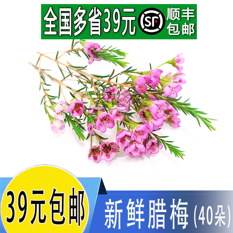 新鲜腊梅  澳梅 40朵酒店冷艺鲜花 日料摆盘装饰点缀新鲜花草