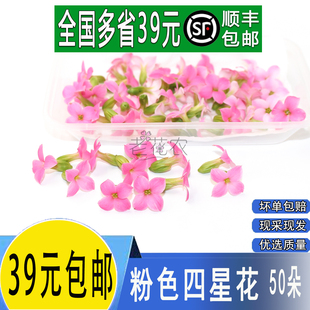 新鲜繁星花 粉色四星花 酒店西餐摆盘装饰鲜花 非山蒜花冷艺装饰