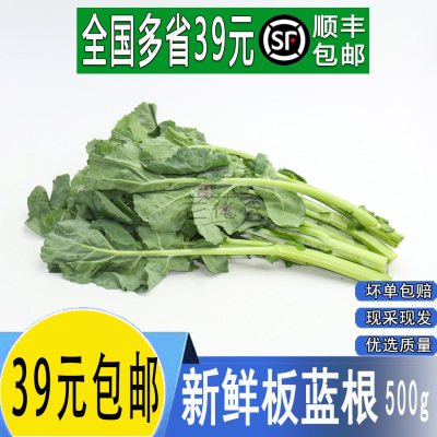 新鲜板蓝根青菜酒店食材