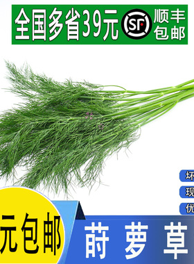新鲜莳萝草 泰国香料 Dill 刁草 土茴香 香料 西餐烤肉商用调味料