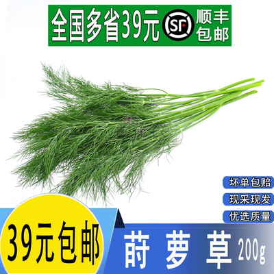 莳萝草泰国香料烤肉商用调味料