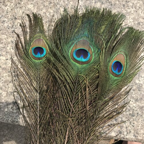 6支大眼睛孔雀羽毛插花瓶装饰