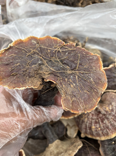 灵芝菌云南深山野生松针金边白肉灵芝整枝 护干养生天然滋补包邮