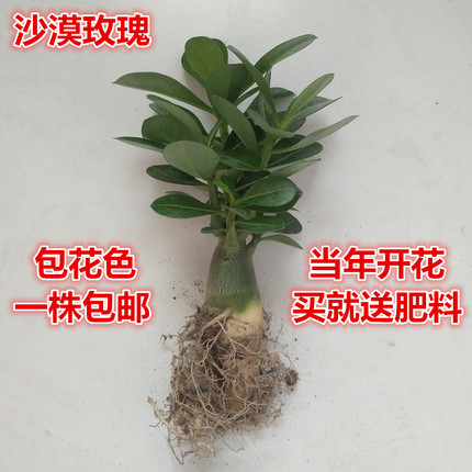 包邮当年开花进口植物室内盆栽花卉绿植桌面沙漠玫瑰苗多肉植物