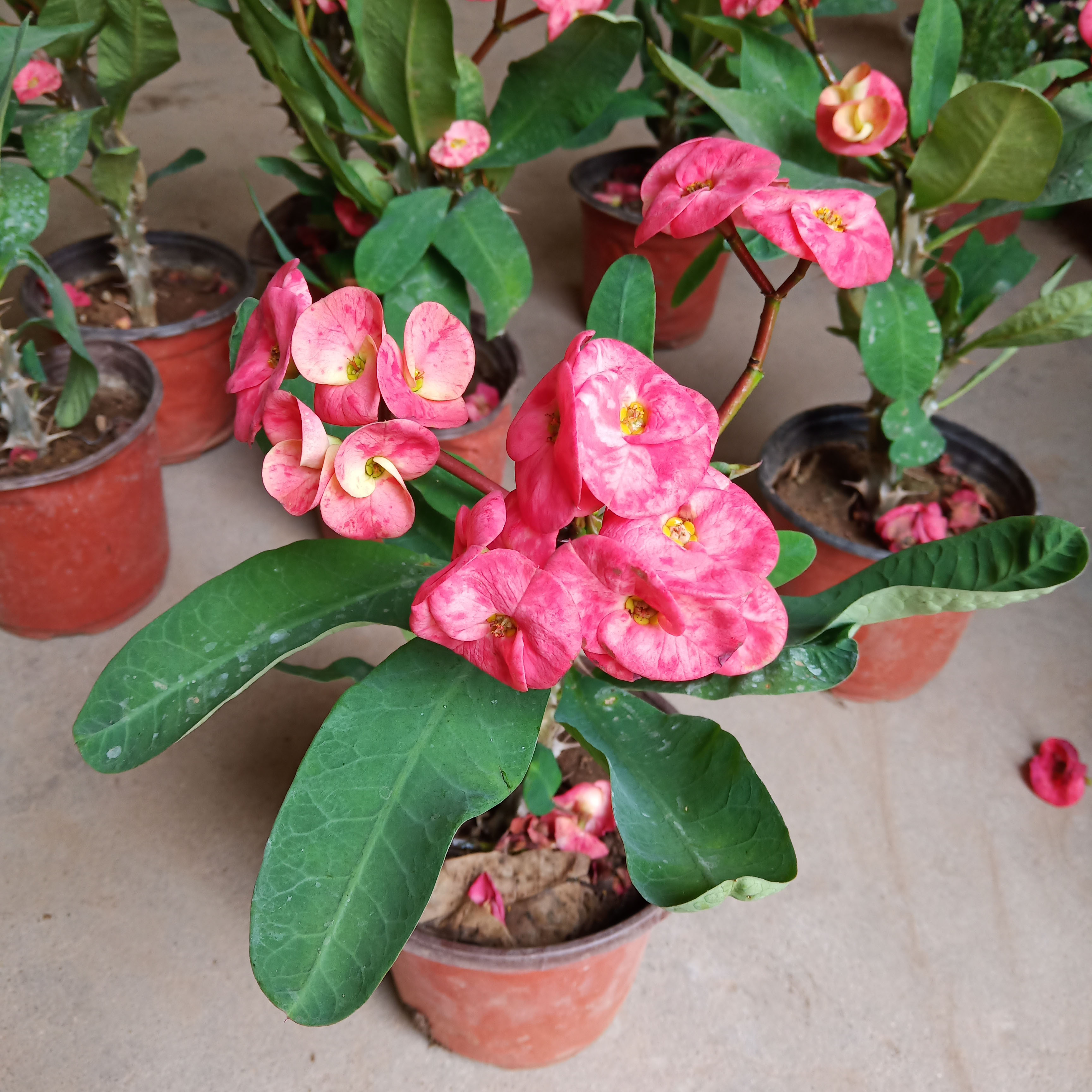 虎刺梅小盆栽铁海棠庭院绿植阳台