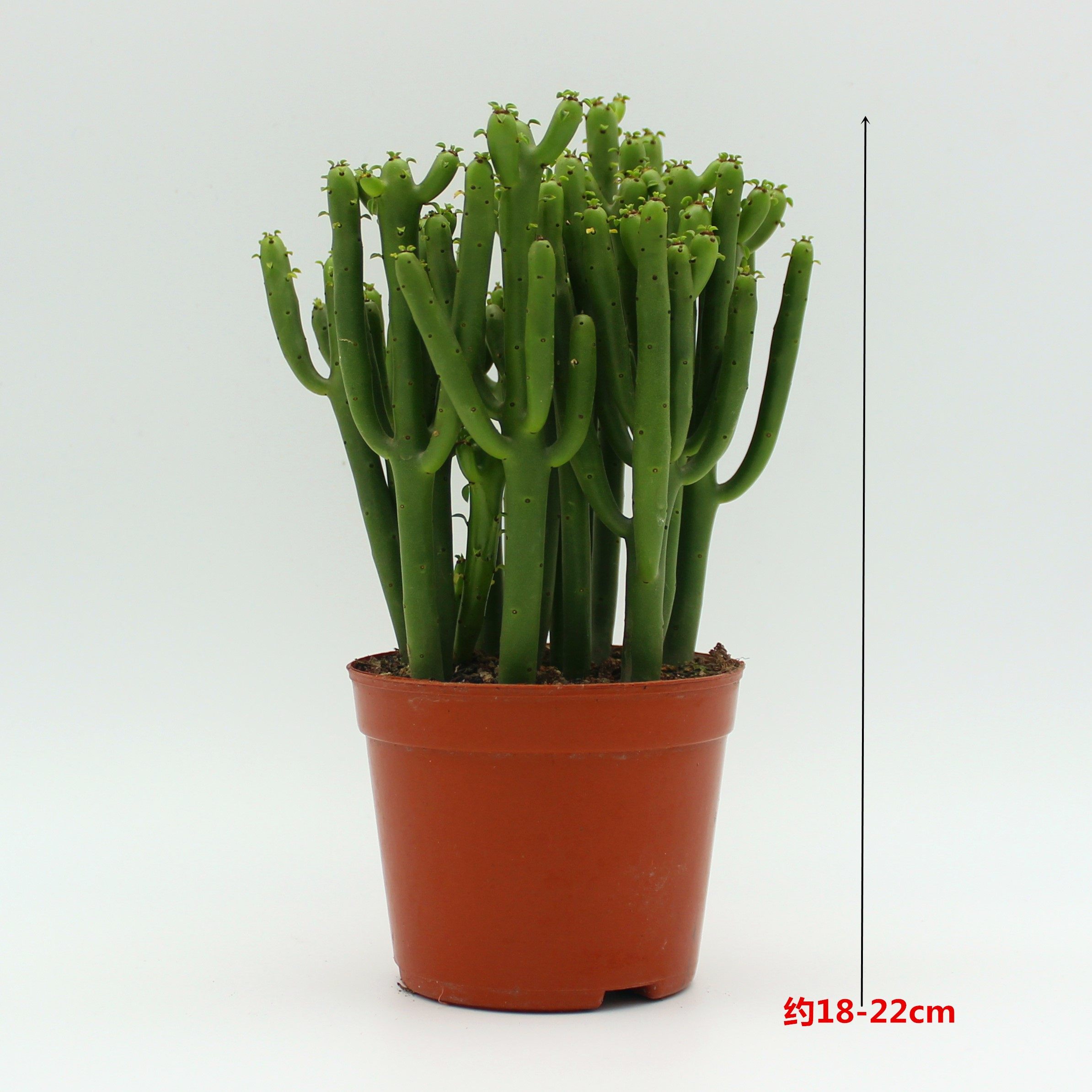 多肉植物光棍树招财手珊瑚树摇钱树室内防辐射绿植办公室桌面盆栽