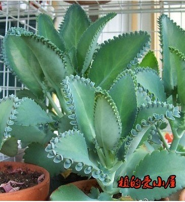 落地生根宽叶不死鸟多肉植物景天科办公室内防辐射植物盆栽包邮