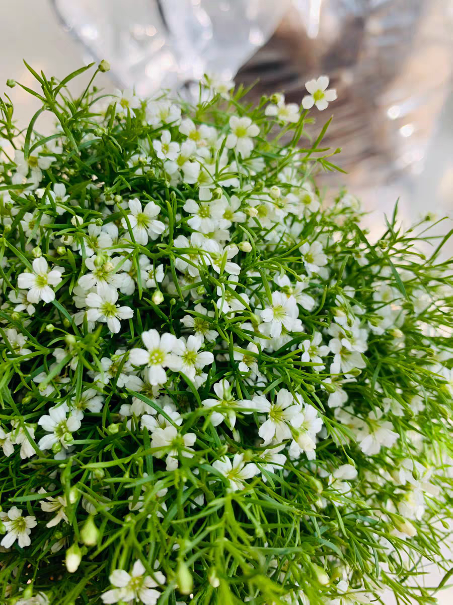 吉普赛满天星盆栽花苗阳台室内净化空气绿色植物好养花卉盆栽植物