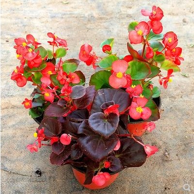 四季海棠花盆栽玫瑰带花发货