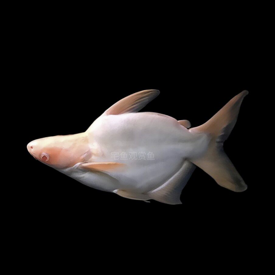 【精品】红眼白子球鲨11-13cm