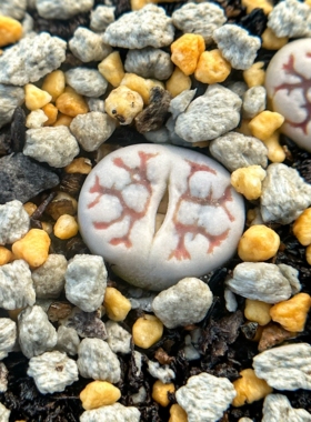 生石花C188云映玉多肉植物3年超级188粗纹龙纹特选一物一拍