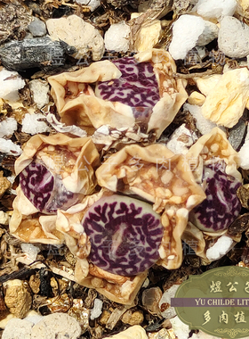 肉锥RR714超墨多肉植物超级墨小锥盲盒钻墨番杏绿植盆栽新品