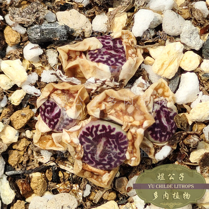 肉锥RR714超墨多肉植物超级墨小锥2年钻墨番杏绿植盆栽新品