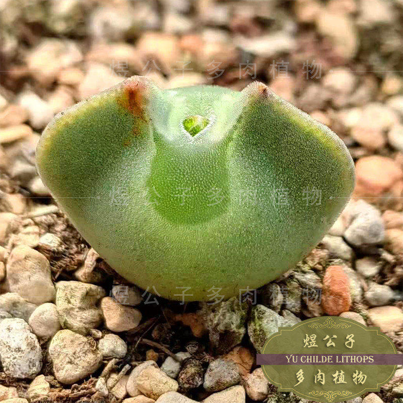 肉锥大眼睛空蝉多肉植物sb793矮胖特选母本2年番杏绿植盆栽新品