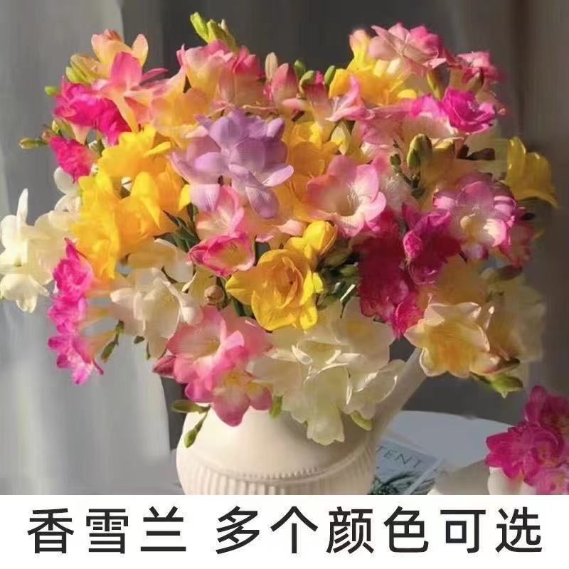 香雪兰种球四季多年生花香浓郁重瓣小苍兰好养活盆栽耐寒球根种子图片