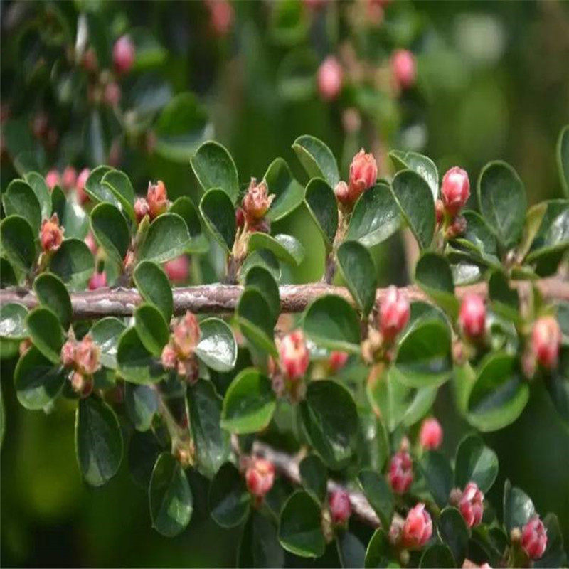 新款平枝荀子 铺地蜈蚣 小叶栒子平枝旬子苗盆景匍匐灌木工程绿化