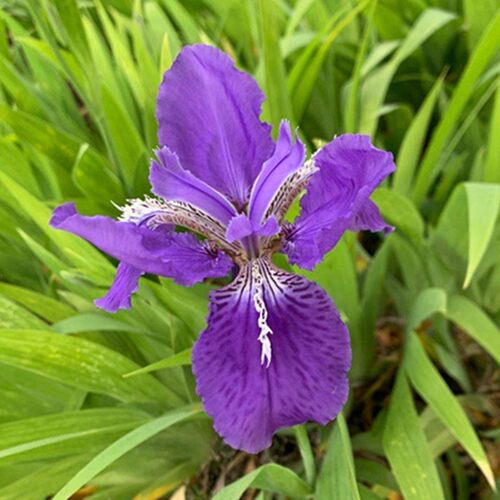 竹根紫色又名鸢尾繁殖快包蝴蝶兰