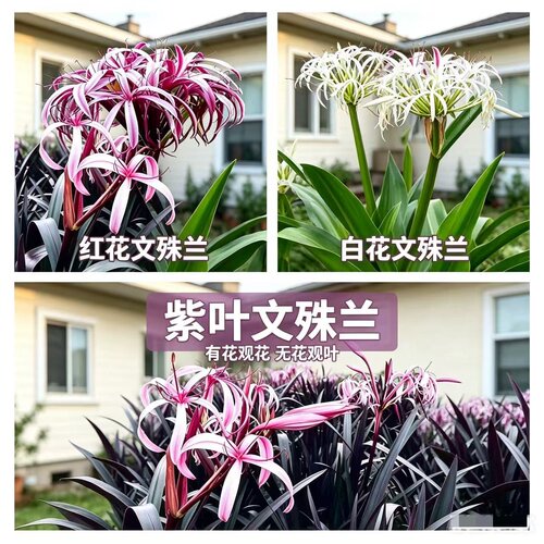 进口文殊兰盆栽花卉庭院种植绿植盆栽香殊兰种苗十八学士文殊兰苗