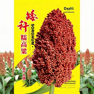 超矮粘糯高粱种子原装一斤红高粱糯米矮大头红粘糯高粱种籽