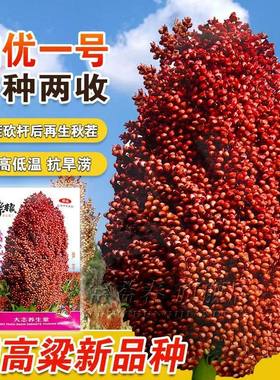 糯优1号 酿酒高粱种籽春季高产矮生甜高粱抗旱酿酒笤帚红高粱种子