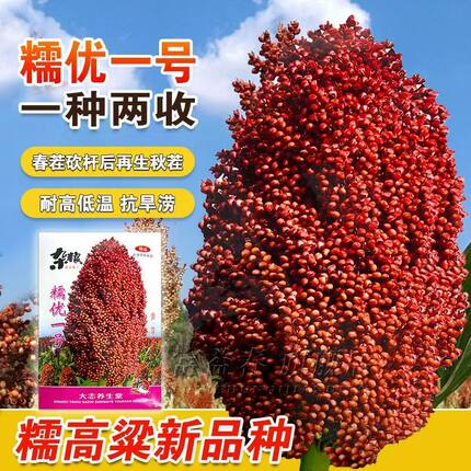 糯优1号 酿酒高粱种籽春季高产矮生甜高粱抗旱酿酒笤帚红高粱种子