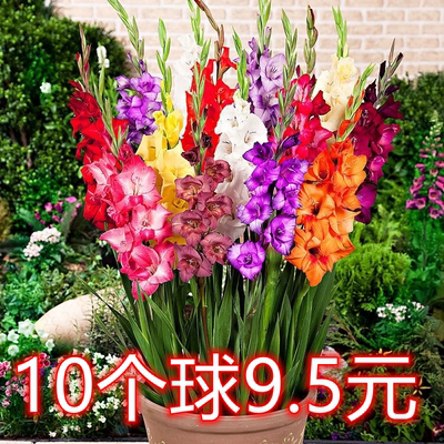 剑兰种球进口唐菖蒲种子简单易活室内盆栽观花卉庭院地栽植物球根