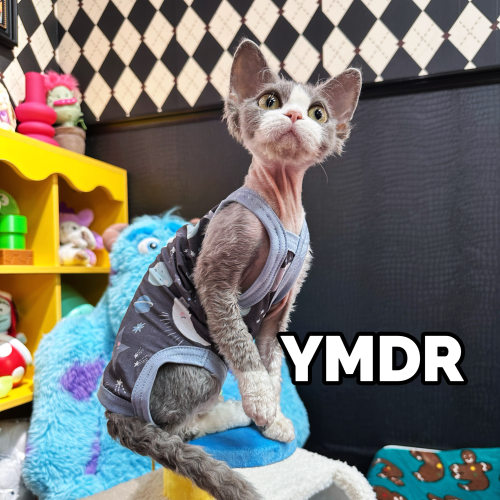 YMDR德文猫衣服莫代尔夏季清凉服